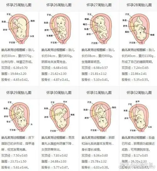 怀胎十月-每周胎儿发育过程图 - 知乎