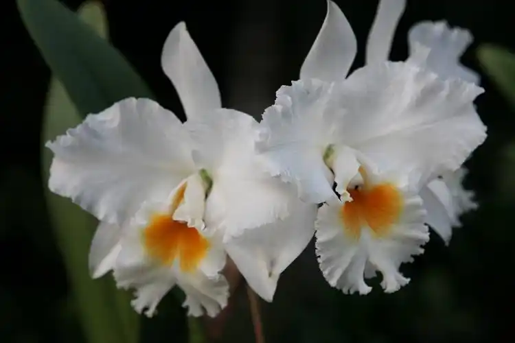 卡特兰图片卡特兰花图片卡特兰植物图片