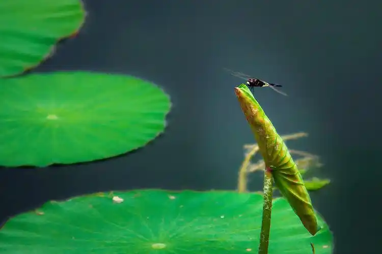 荷叶上的蜻蜓