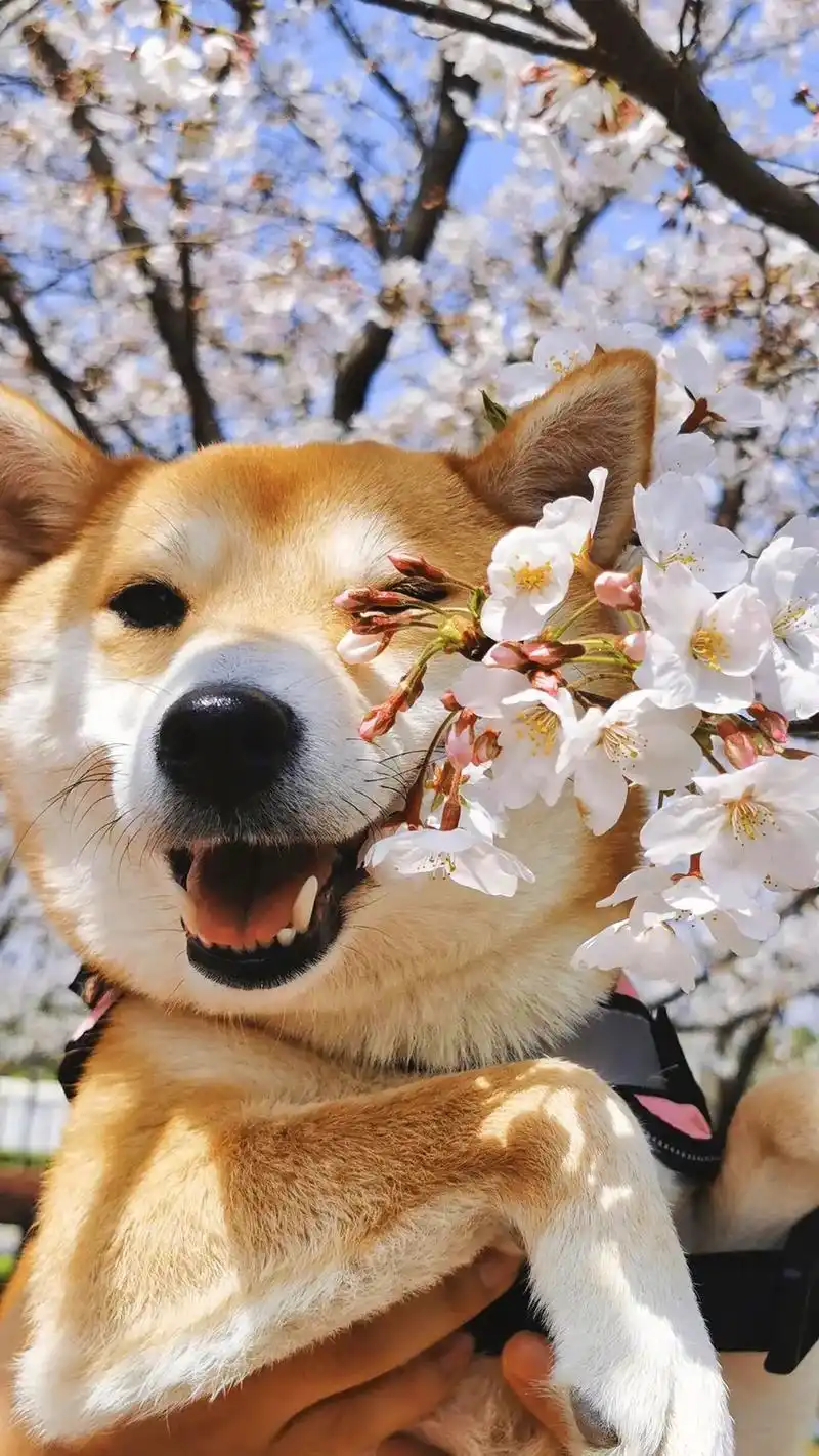 萌萌的又很可爱的狗狗手机壁纸分享给大家了,高清 - 抖音
