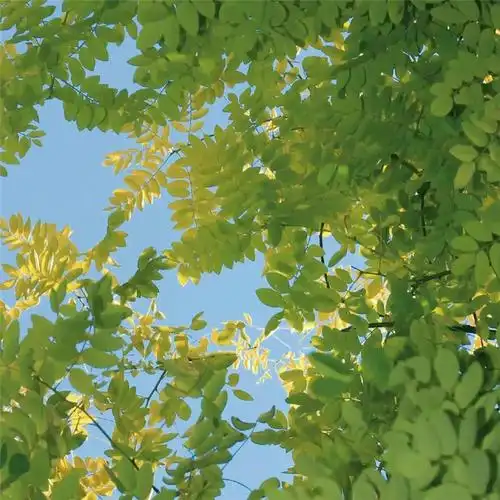 背景图干净治愈系绿色壁纸头像