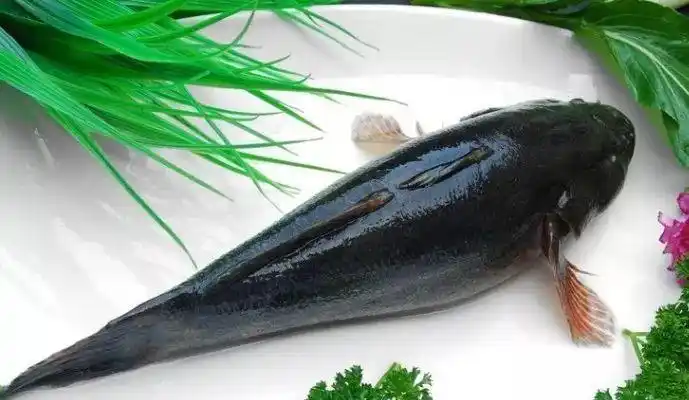 笋壳鱼粗蛋白含量(17.83±0.09)%,粗脂肪含量(0.25±0.