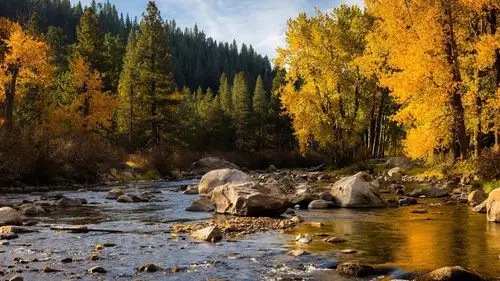 首页 自然和风景 秋天 树,石头,河,秋天 壁纸 下载 1920x1080 全高清