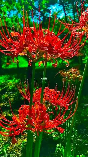 纵然花叶两不见如骨相思在忘川彼岸花