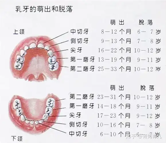 孩子换牙全攻略换牙时间预防龋齿防止双排牙父母要清楚