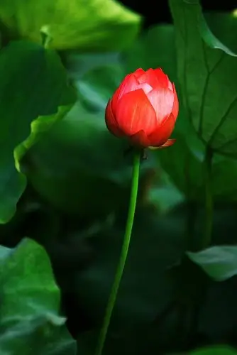 荷花--含苞待放