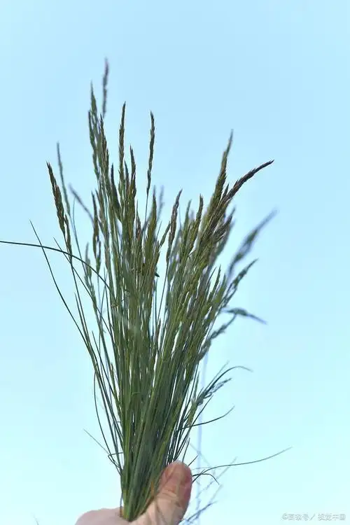 "尖毛草定律"是一种形象的描述,用以描绘尖毛草在非洲草原上的生长