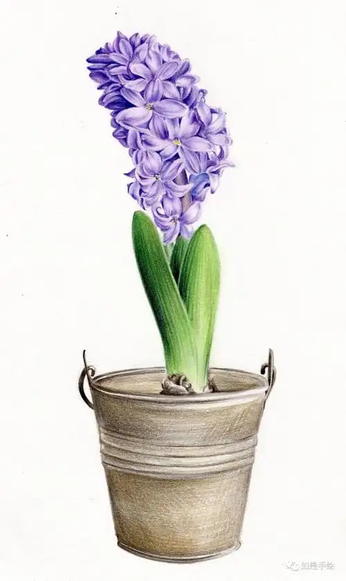 彩铅教程之风信子