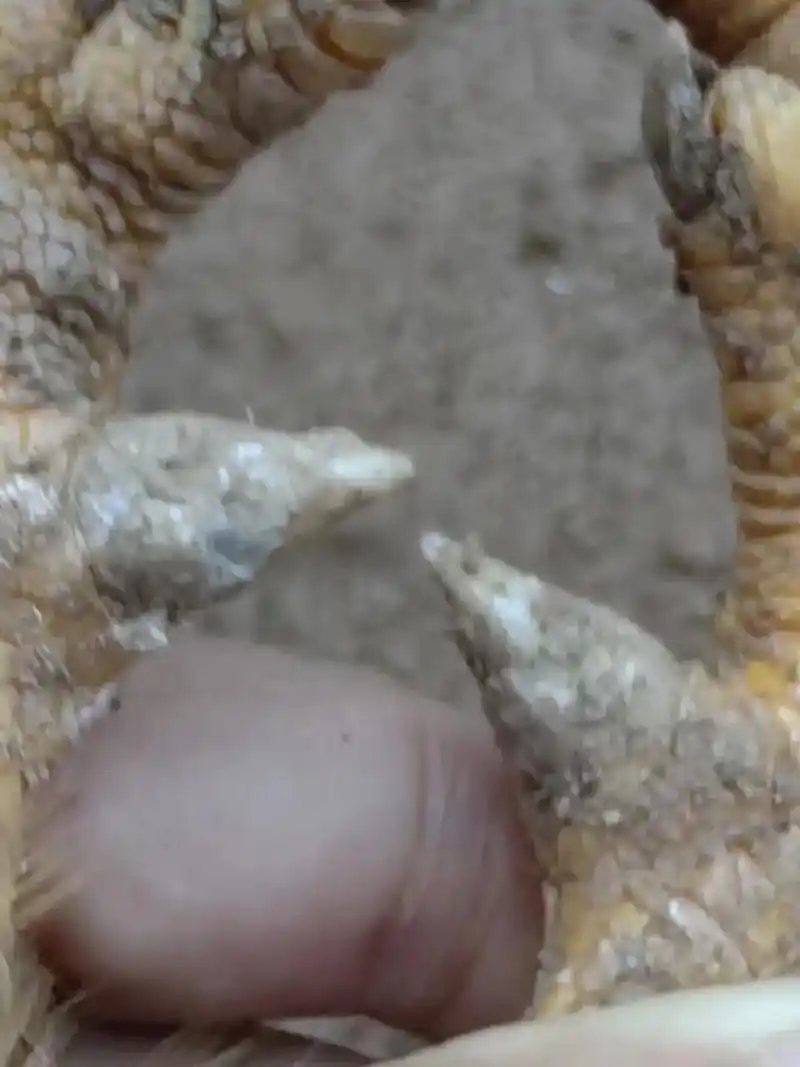 165天,土阉,5斤345 11一一斤广西玉林装