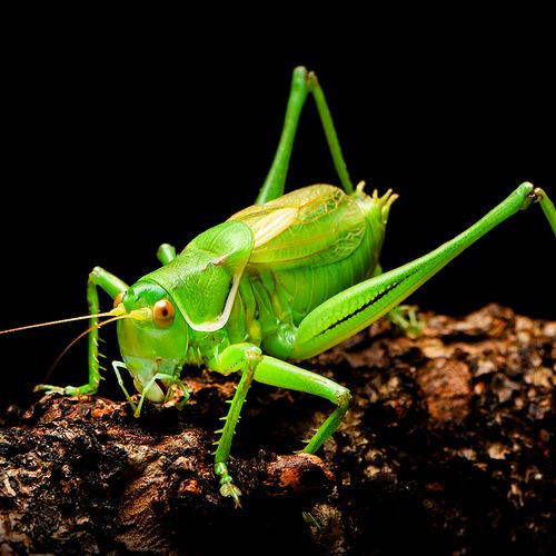 蝈蝈活新脱鸣虫冬超大活体大肚子野生笼子其他爬虫