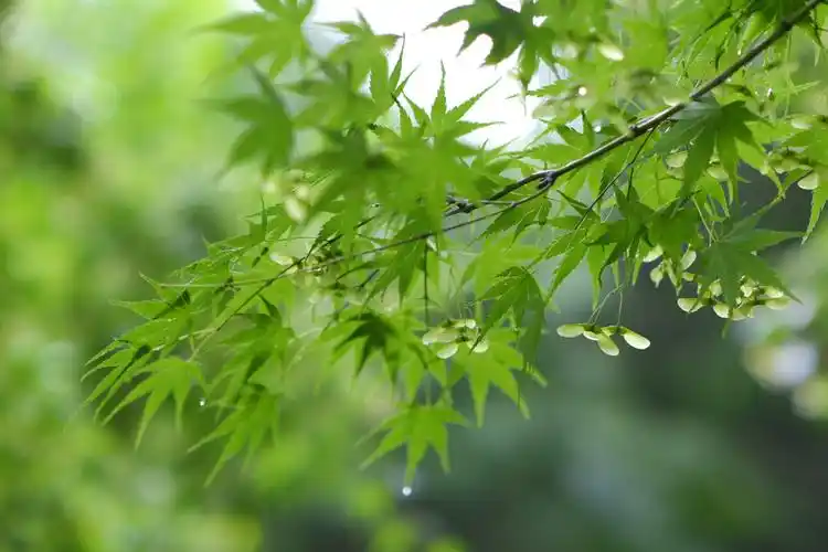 治愈系绿喜欢的事物多看几眼还是喜欢