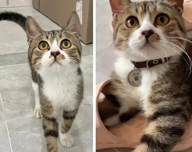 狸花猫会发腮吗?