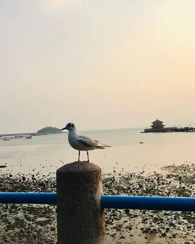 青岛冬日美丽的海鸥