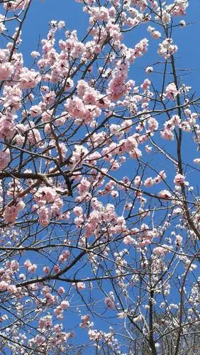 雨露滋润大地,美丽带给人间,大自然的馈赠一一春天的花