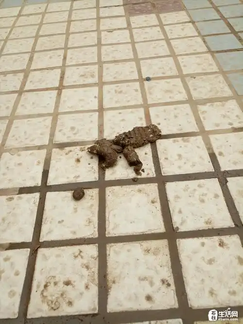 广场有堆狗屎,该谁清扫