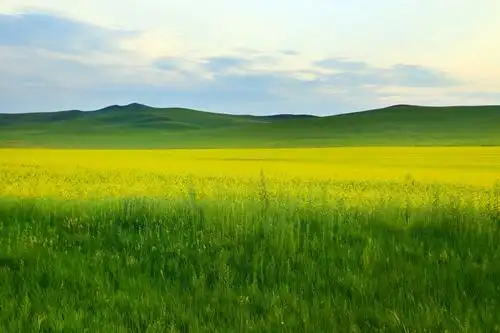 美丽草原遍地花,——天边草原乌拉盖风光