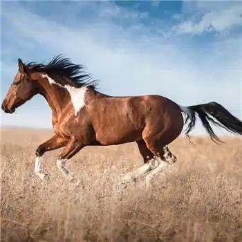 马头像图片大全,高清最漂亮的马微信头像_动物头像_头像屋