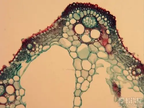 显微镜下的奇幻景像