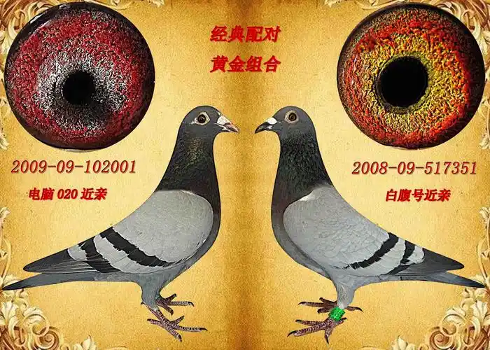 上海东星种鸽舍09年成功配对组合 保证金级 拍卖