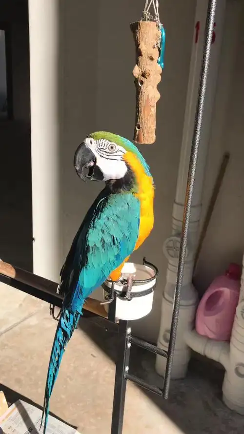 出售一只漂亮,听话的金刚鹦鹉