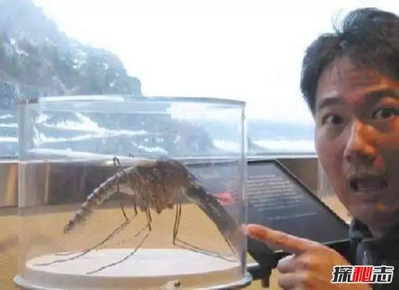 世界上最大的蚊子吃人40多人因蚊子而丧生传染性强