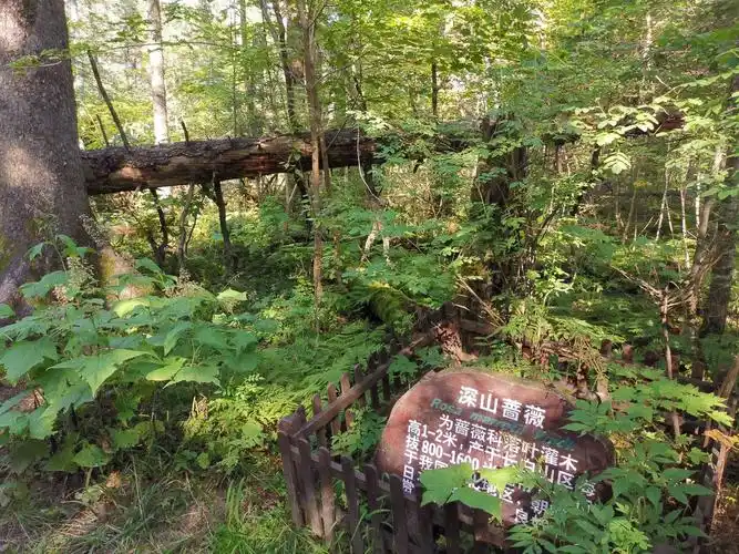长白山北坡谷底林海攻略,长白山北坡谷底林海门票/游玩攻略/地址/图片