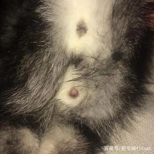 如何快速区分公猫还是母猫?告诉你几个可行的方法试试吧!