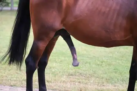 绿色自然背景下棕色马的巨大阴茎照片