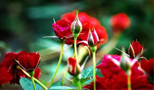 风雨彩虹铿锵玫瑰---田震