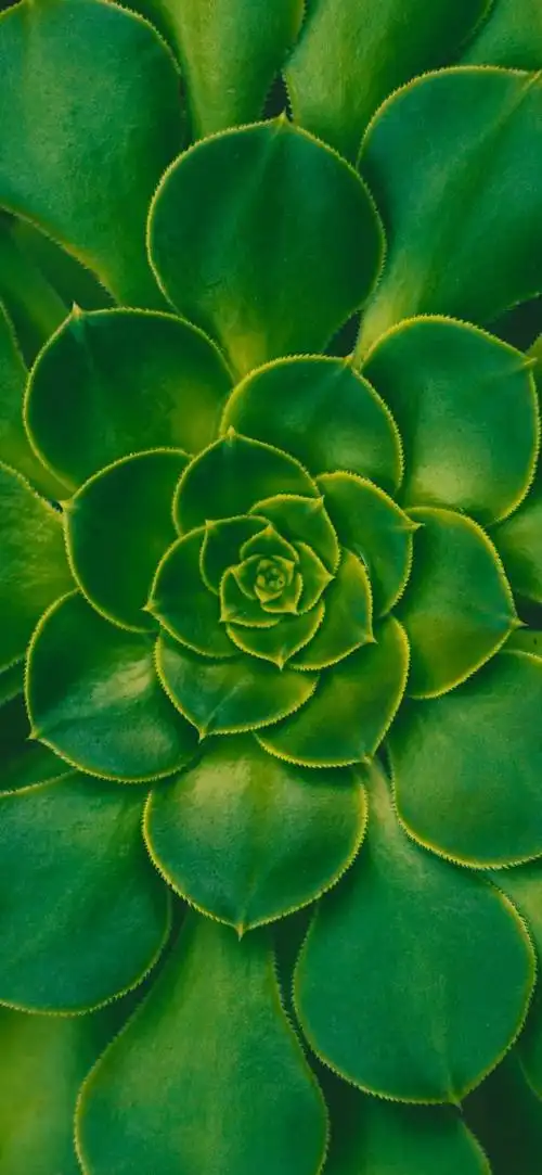 最新超清护眼手机壁纸(100张绿色护眼手机壁纸)(13)