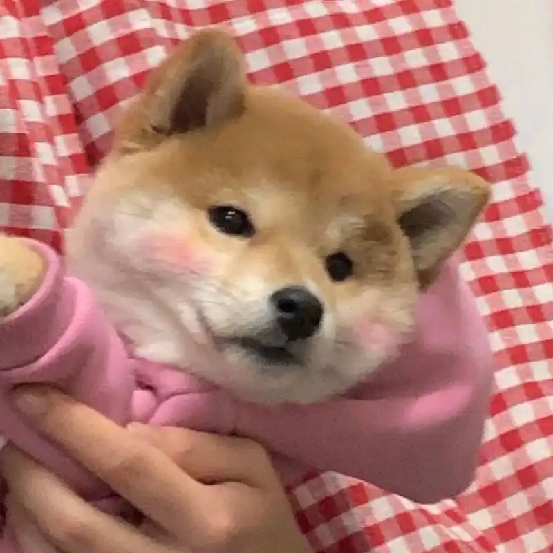 蠢萌的柴犬头像～ 小可爱们请注意接收～ 别忘了点赞噢