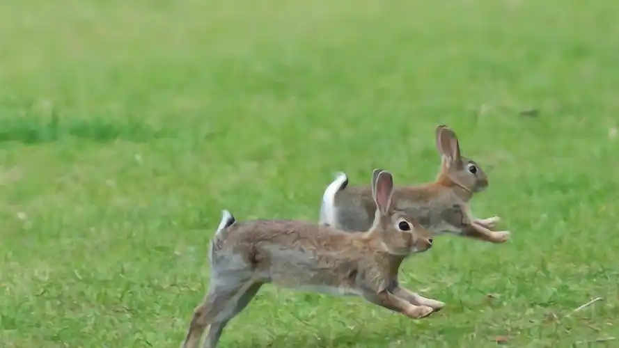 双兔傍地走原来是因为争这个教你如何辨雌雄