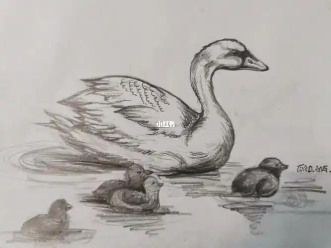 天鹅速写