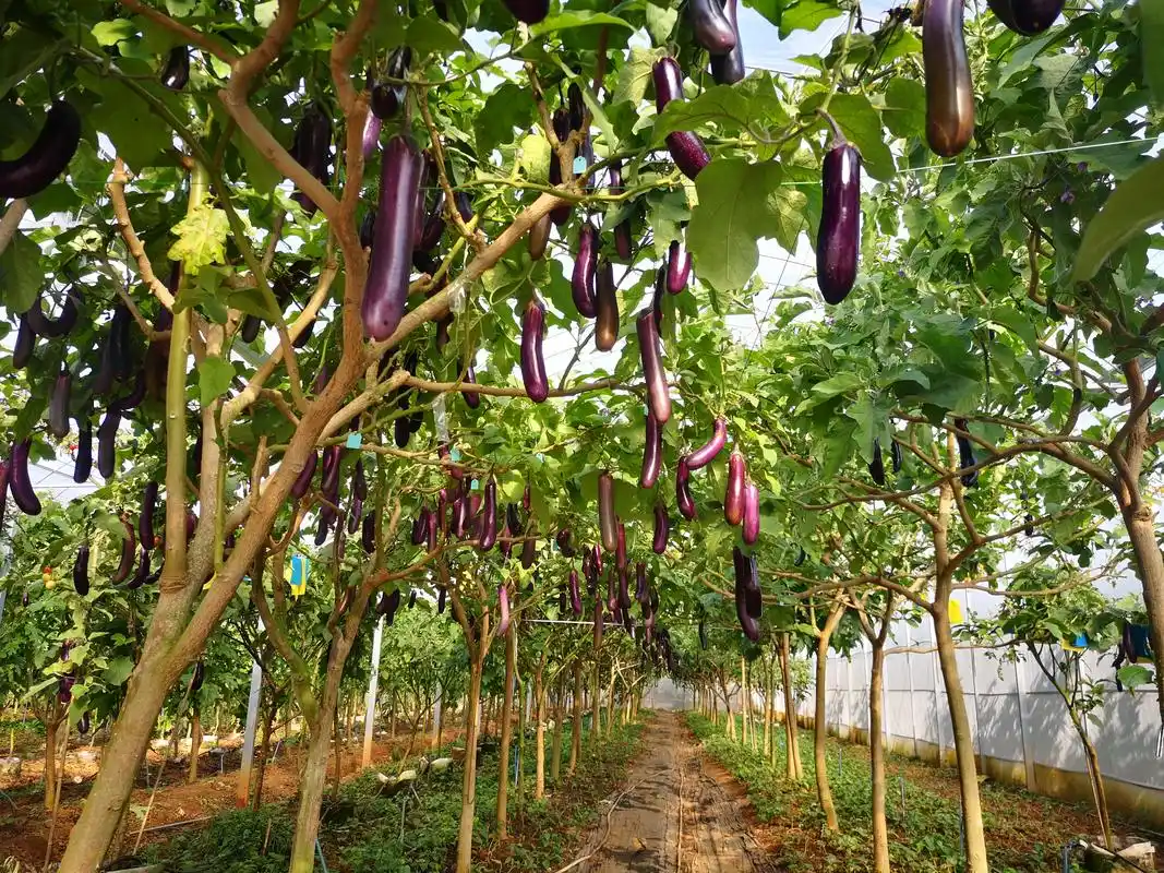 茄子树是个骗局吗?农业科学技术的突破已经实现!