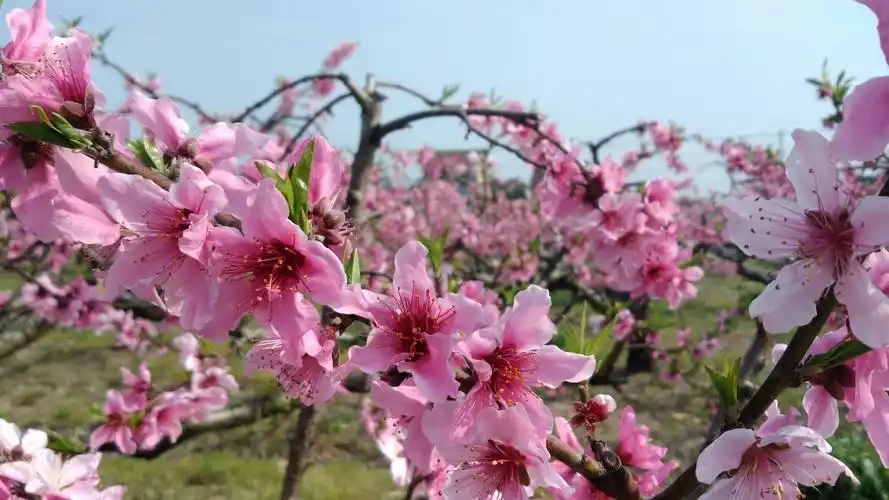 在那桃花盛开的季节