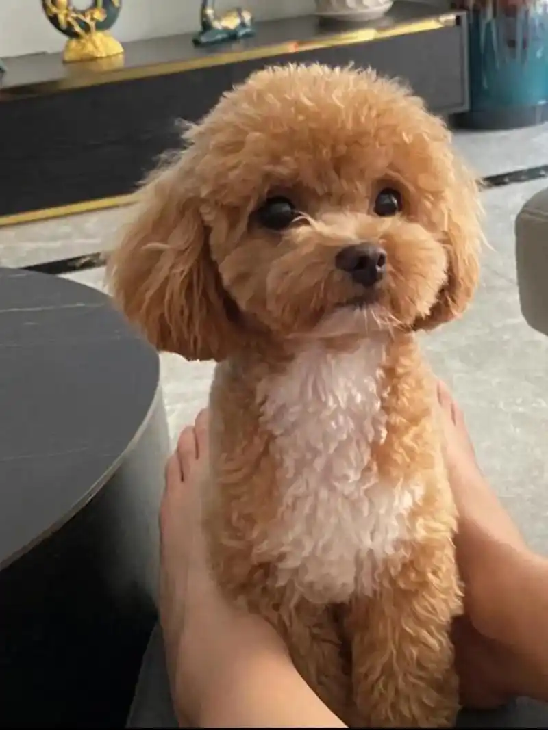 3岁泰迪着凉得神经炎瘫痪,两千一个月治好.这段时间比较热,家 - 抖音