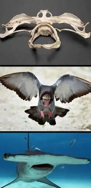 和预计的差太多了吧|牙齿|恐龙|蜥蜴|外星人_网易订阅