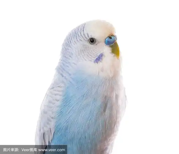 白色背景上的蓝色虎皮鹦鹉