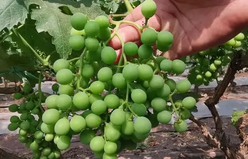 葡萄做好第一次膨大至关重要!