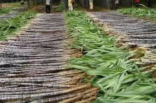 甘蔗只能在南方种植?种植时对水肥的要求高吗