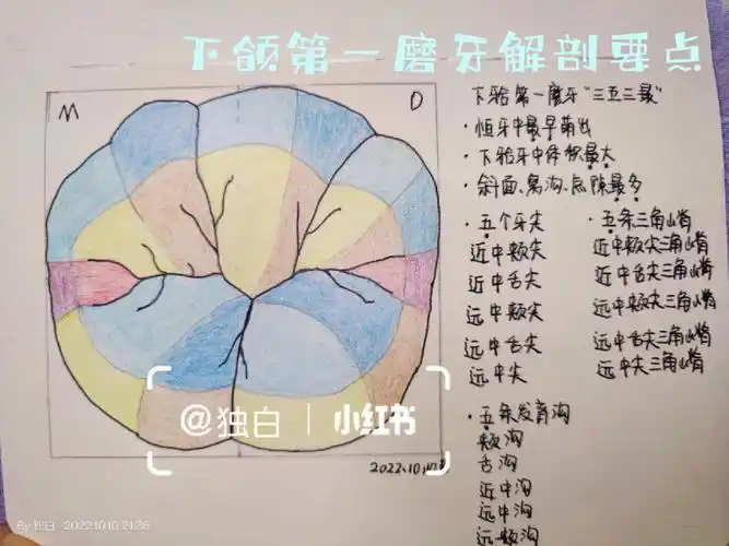 口解下颌第一磨牙解剖要点笔记
