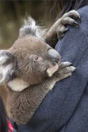 游客抱着一只可爱的考拉
