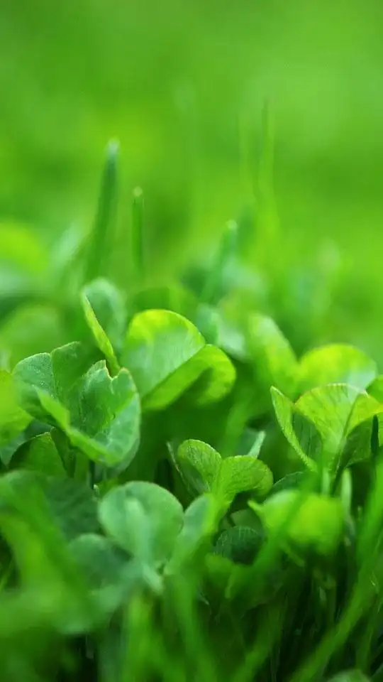 自然界唯美绿色清新植物特写手机壁纸