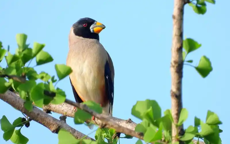 野外实拍小鸟,高清漂亮的蜡嘴雀,好听的蜡嘴雀叫声