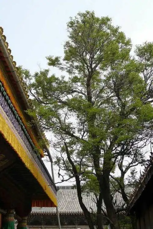 塔尔寺的菩提树,每片树叶上, 都有一尊佛像.