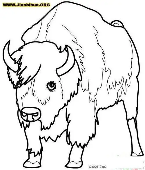 卡通野牛简笔画过程