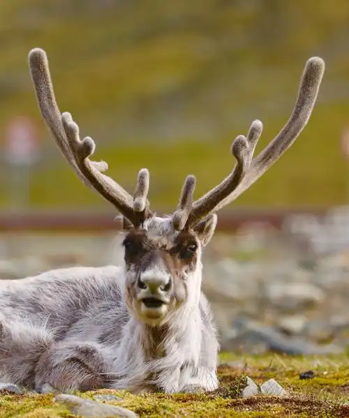 呵呵…… 我发现一只驯鹿角, 那几日, 我还拍到了很多野生动物, 下部