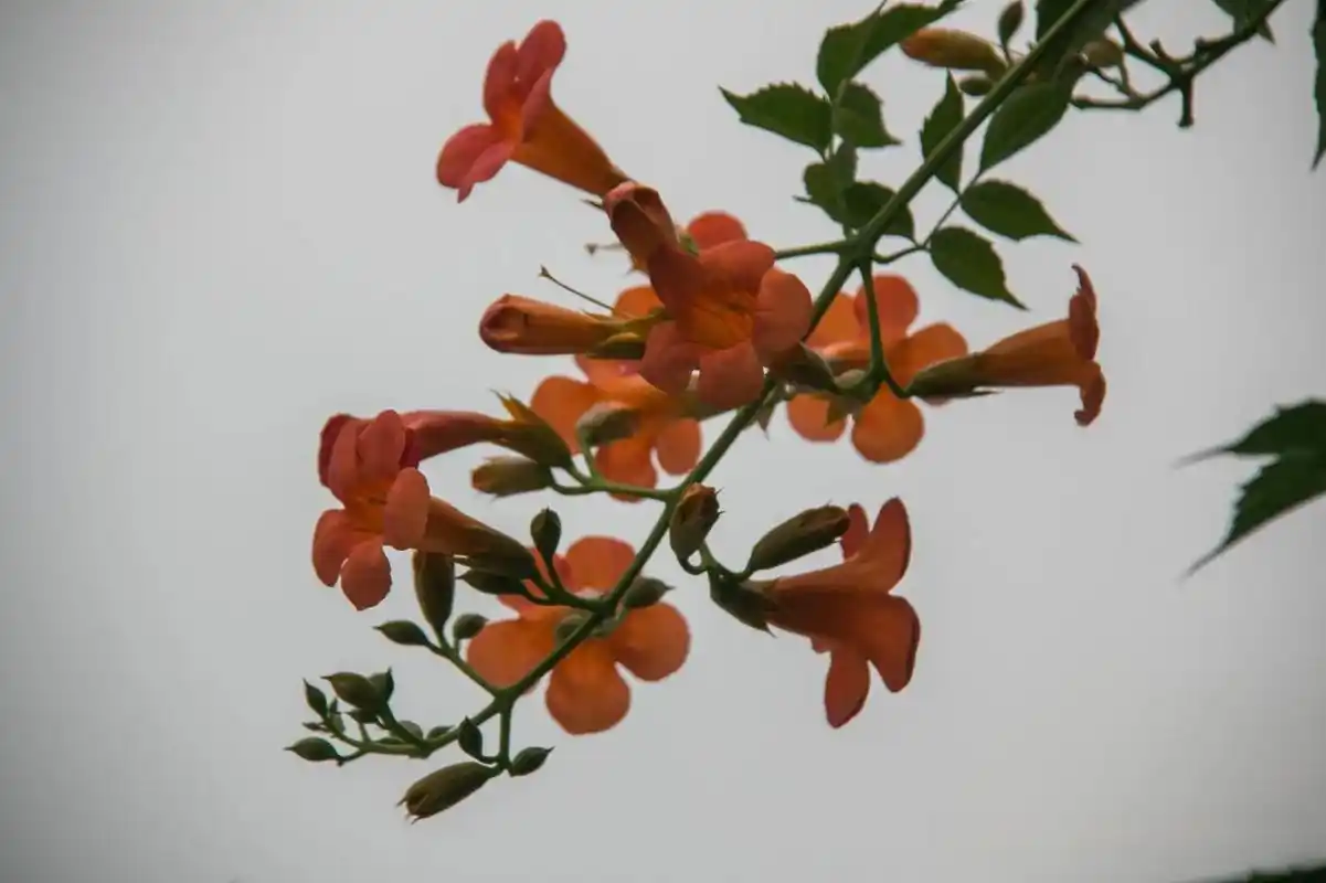 大自然花草风景  那天在与南宋德寿宫一墙之隔方志馆的楼上,看到凌霄