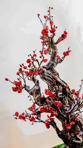 【图片8】梅花展--蜂鸟论坛照片套图