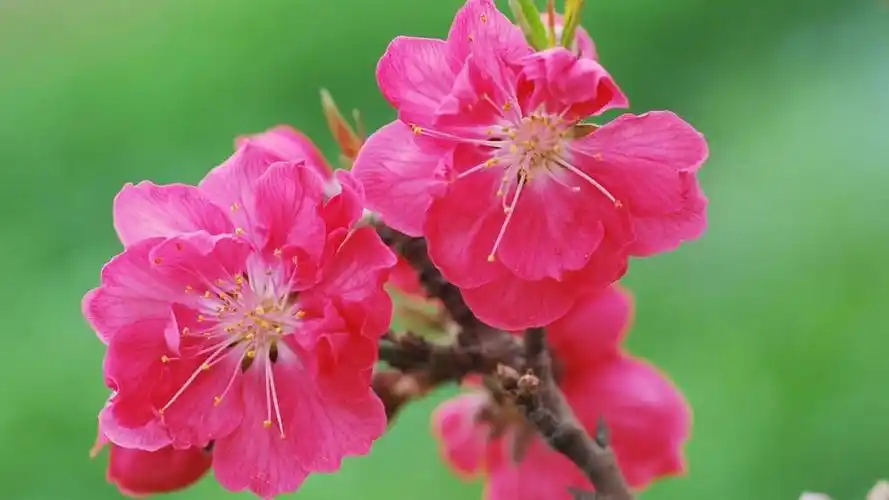 桃花,高清图片,电脑桌面-壁纸族